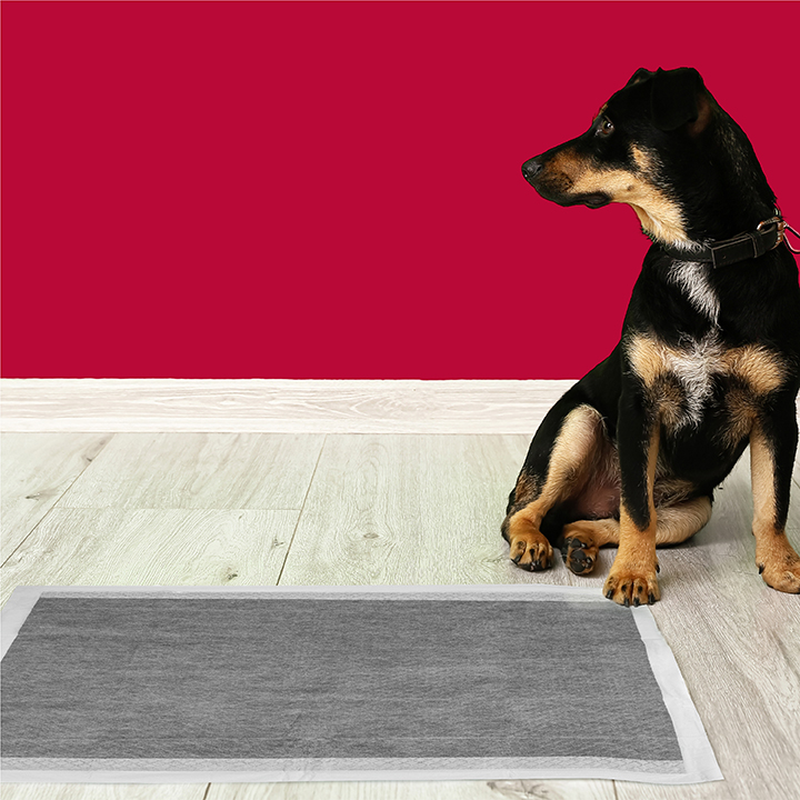 Miracle absorb cheap training pads